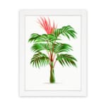 Vibrant palm plant with red growth on a clean white background, framed in white, showcasing tropical beauty and energy. hung on the wall