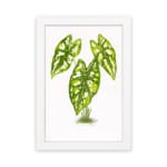 Vintage wall art of a small plant with five heart-shaped green leaves and white spots, framed in white on a plain white background. hung on the wall