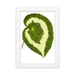 Green leaf with creamy white swirl pattern, detailed texture, on white background, framed in white – Infidu vintage botanical wall art. hung on the wall
