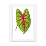 Vintage botanical art of a green leaf with red veins and white spots, framed in white on a plain white background. hung on the wall
