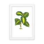 Vintage wall art of a small plant with green and yellow leaves, detailed design on a white background with a white frame. hung on the wall