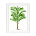 Vintage wall art of a tropical green palm plant with long leaves, set against a white background and framed in white. hung on the wall