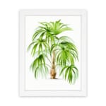 Vintage wall art of a tropical plant with long green leaves and a light brown trunk on a white background with a white frame. hung on the wall