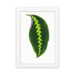 Vintage wall art showcasing a bold green leaf with a yellow-green zigzag pattern and purple edge, framed in white for an elegant finish. hung on the wall