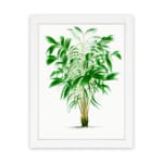 Vintage wall art of a green leafy plant with narrow leaves in varying shades of green, framed in white for a modern touch. hung on the wall