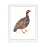 Vintage wall art of a speckled bird with brown, white, and white feathers, framed in black, ideal for nature-themed spaces. hung on the wall
