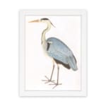 Vintage heron bird illustration with soft blue, black, and white feathers. Framed in white, offering classic nature-inspired wall art. hung on the wall