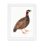Detailed illustration of a speckled ground bird with a reddish-orange neck and black-and-white face, set on a white background. hung on the wall