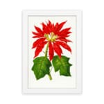 Vintage wall art of a red poinsettia flower with green leaves on a white background, framed in white. hung on the wall