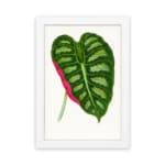 Heart-shaped tropical leaf in green with a pink stripe, set on a white background with a white frame. hung on the wall
