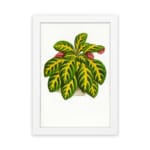 Vintage wall art of a leafy plant with green, yellow, and pinkish-red leaves on a white background, framed in white. hung on the wall