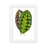 Infidu Vibrant Green and Purple Leaf Vintage Wall Art featuring bright green and purple leaves with natural detailed patterns. hung on the wall