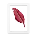 Vintage wall art with a single deep red leaf centered on a white background, framed in white. hung on the wall
