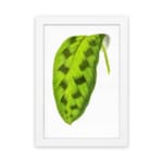Vintage wall art featuring a green leaf with dark oval markings on a white background, framed in white. hung on the wall