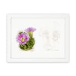 Vintage botanical art of a blooming cactus with purple flowers and pencil sketch detail on white background. hung on the wall