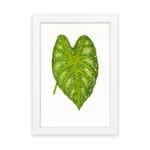 Heart-shaped green leaf with yellow-green veins on white background, framed in white – vintage botanical wall art. hung on the wall