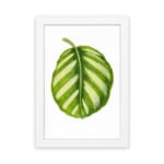 Vintage botanical wall art of a single striped green leaf with light and dark shades, set on a white background with a white frame. hung on the wall