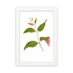 Vintage wall art featuring a leafy botanical branch with green and pink-tinted leaves on a white background, framed in white. hung on the wall