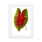 Vintage wall art showing a green leaf with bold red veins on a white background, framed in white. hung on the wall