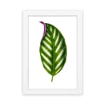 Vintage wall art of a green leaf with white stripes and a purple edge hung on the wall