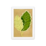 Infidu vintage wall art featuring two detailed botanical leaves in light and dark green against a soft beige background. hung on the wall on a white background