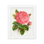 Vintage pink rose in full bloom with green leaves on a white background. hung on the wall