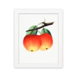 Vintage wall art of red and yellow apples with green leaves on a white background. hung on the wall