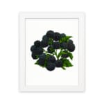Infidu Vintage Blackberry Wall Art showing detailed dark blackberries with green leaves on a white background. hung on the wall