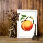 Infidu Ripe Peach Botanical Fruit Vintage Wall Art with bright orange peach and green leaves. displayed on the wall