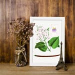Vintage botanical wall art with soft pink and purple flowers and green leaves on a white background. displayed on the wall