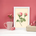 Infidu vintage wall art with two pink rosebuds and green leaves on a cream background in a white frame. displayed on the wall