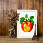 Vintage apple wall art featuring a red, yellow, and green apple with green leaves on a white background and a white frame. displayed on the wall