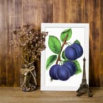 Vintage botanical art of ripe purple plums on a branch with green leaves on a white background. displayed on the wall