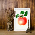 Vintage botanical wall art of a ripe peach with green leaves on a white background. displayed on the wall