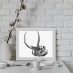 Black and white detailed vintage animal skull wall art with large curved horns on a white background. displayed on the wall