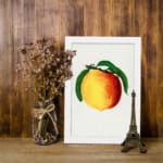 Vintage botanical wall art print of a ripe peach with green leaves on a white background. displayed on the wall