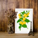 Vintage botanical art print of yellow raspberries on a green leafy branch with a white background from Infidu. displayed on the wall