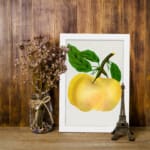 Vintage botanical wall art of a golden yellow fruit with green leaves on a white background. displayed on the wall
