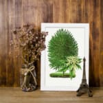 Vintage botanical wall art of a green plant with two distinct leaf types on a white background. displayed on the wall