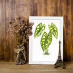 Vintage wall art of a small plant with five heart-shaped green leaves and white spots, framed in white on a plain white background. displayed on the wall
