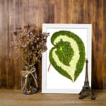 Green leaf with creamy white swirl pattern, detailed texture, on white background, framed in white – Infidu vintage botanical wall art. displayed on the wall