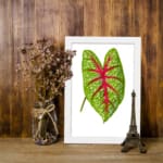 Vintage botanical art of a green leaf with red veins and white spots, framed in white on a plain white background. displayed on the wall