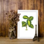 Vintage wall art of a small plant with green and yellow leaves, detailed design on a white background with a white frame. displayed on the wall