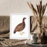 Detailed illustration of a speckled ground bird with a reddish-orange neck and black-and-white face, set on a white background. displayed on the wall in a white frame