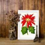 Vintage wall art of a red poinsettia flower with green leaves on a white background, framed in white. displayed on the wall in a black frame