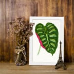 Heart-shaped tropical leaf in green with a pink stripe, set on a white background with a white frame. displayed on the wall