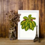 Vintage wall art of a leafy plant with green, yellow, and pinkish-red leaves on a white background, framed in white. displayed on the wall