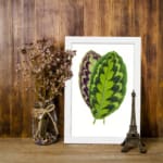 Infidu Vibrant Green and Purple Leaf Vintage Wall Art featuring bright green and purple leaves with natural detailed patterns. displayed on the wall