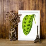 Vintage wall art featuring a green leaf with dark oval markings on a white background, framed in white. displayed on the wall in a white frame