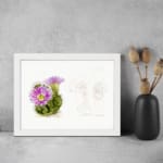 Vintage botanical art of a blooming cactus with purple flowers and pencil sketch detail on white background. displayed on the wall in a white frame